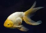 津軽錦 ●泉憲明氏作● 親魚 三歳1