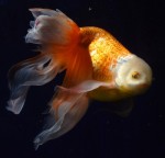 津軽錦 ●泉憲明氏作● 親魚 【四歳1】
