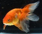 津軽錦 二歳魚 ●泉憲明氏作● ◆上物◆　3
