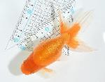 津軽錦 二歳魚 ●泉憲明氏作● ◆上物◆　4