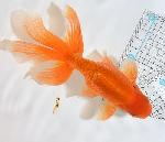 津軽錦 二歳魚 ●泉憲明氏作● ◆上物◆　5
