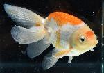 津軽錦 二歳魚 ●泉憲明氏作● ◆上物◆　6