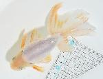 津軽錦 二歳魚 ●泉憲明氏作● ◆上物◆　8
