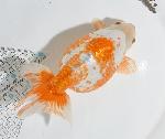 いずもナンキン　親魚 ●上物●　2