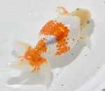 いずもナンキン　親魚 ●上物●　3
