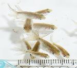 津軽錦 当歳魚 黒仔