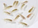 宇野系らんちゅう 当歳魚 黒仔　【大きめ】