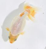 いずもナンキン　二歳魚　A1