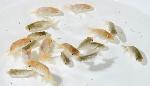 宇野系らんちゅう 当歳魚