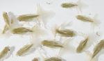 【泉憲明氏作】 土佐錦魚 当歳魚