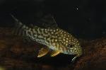 コリドラス・ステルバイ 【国産ブリード】