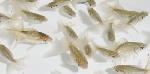 【泉憲明氏作】 土佐錦魚 当歳魚 