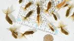 土佐錦魚 当歳魚　【訳あり】 25匹セット
