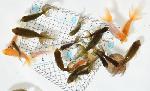 津軽錦 当歳魚　【訳あり】 20匹セット