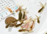 津軽錦 当歳魚　【訳あり】 50匹セット