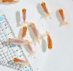 宇野系らんちゅう 当歳魚 ★彩(いろどり) 10匹セット★