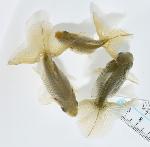 【泉憲明氏作】 土佐錦魚 当歳魚 【黒】