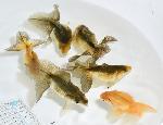 【泉憲明氏作】 土佐錦魚 当歳魚 【赤・色変わり】