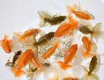 土佐錦魚 当歳魚【上物落ち】