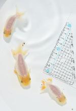 宇野系らんちゅう 当歳魚 【白】