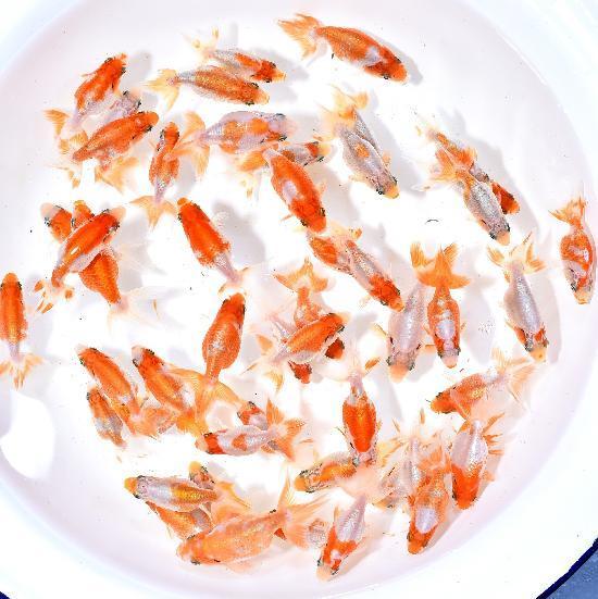 いずもナンキン当歳魚更紗（訳あり特価品）
