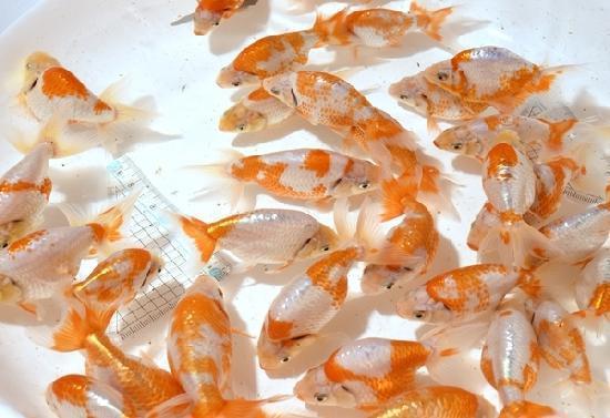 いずもナンキン」 当歳魚 ●更紗● ◆池内秀信氏作◆