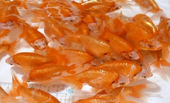 いずもナンキン 当歳魚 ●赤●