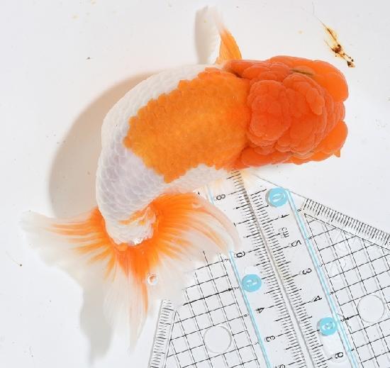 宇野系らんちゅう【最後の秘蔵個体】 種親用三歳魚 1