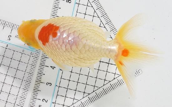 いずもナンキン 令和7年産魚 ★池内 秀信氏作★ 【令和7年最終便冬期上物】●12●