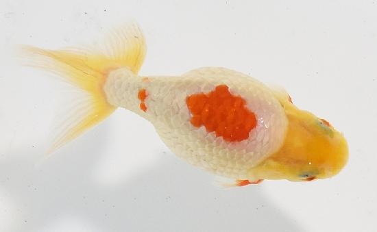 いずもナンキン 令和7年産魚 ★池内 秀信氏作★ 【令和7年最終便冬期上物】●13●