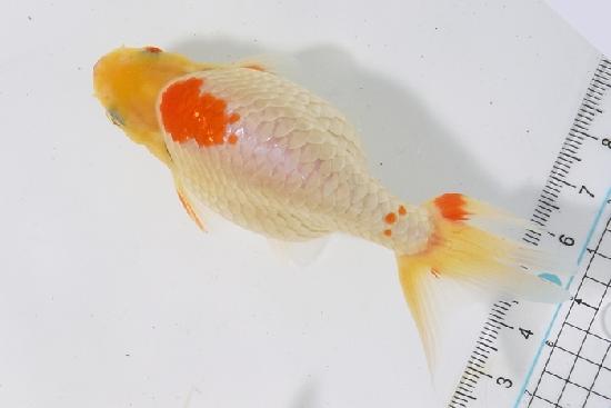 いずもナンキン 令和7年産魚 ★池内 秀信氏作★ 【令和7年最終便冬期上物】●50●