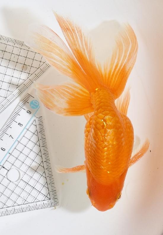 津軽錦 二歳魚 ●泉憲明氏作● ◆上物◆　1
