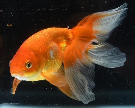津軽錦 二歳魚 ●泉憲明氏作● ◆上物◆　3