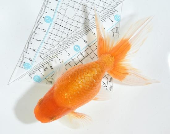 津軽錦 二歳魚 ●泉憲明氏作● ◆上物◆　4