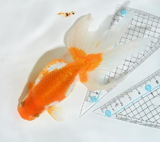 津軽錦 二歳魚 ●泉憲明氏作● ◆上物◆　7