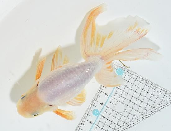 津軽錦 二歳魚 ●泉憲明氏作● ◆上物◆　8