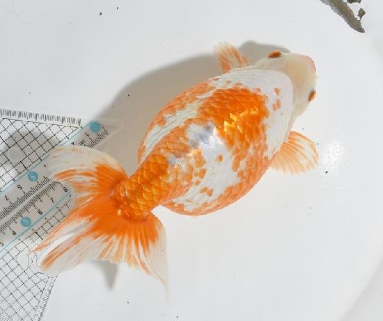 いずもナンキン　親魚 ●上物●　2