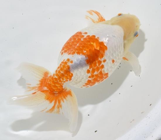 いずもナンキン　親魚 ●上物●　3