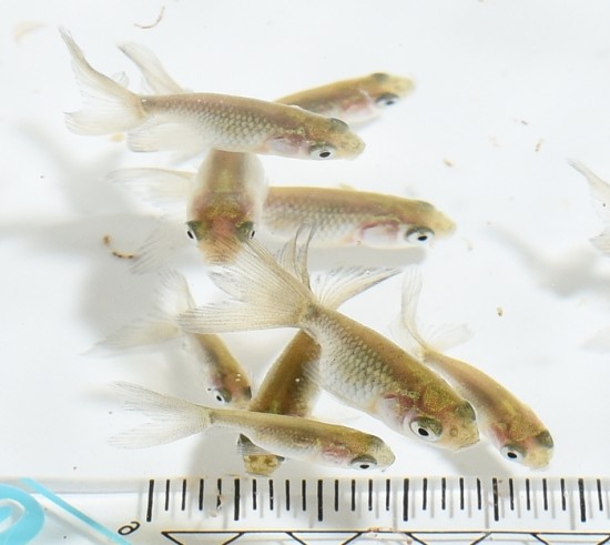 津軽錦 当歳魚