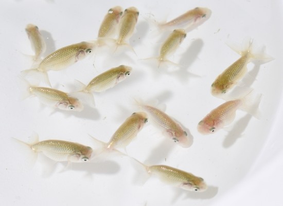 宇野系らんちゅう 当歳魚 黒仔　【大きめ】