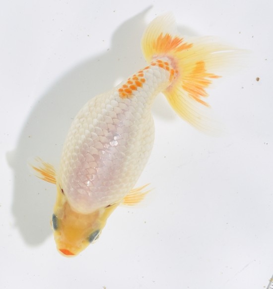 いずもナンキン　二歳魚　A1