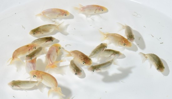 宇野系らんちゅう 当歳魚