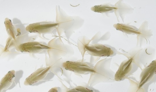 【泉憲明氏作】 土佐錦魚 当歳魚