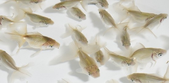 【泉憲明氏作】 土佐錦魚 当歳魚 