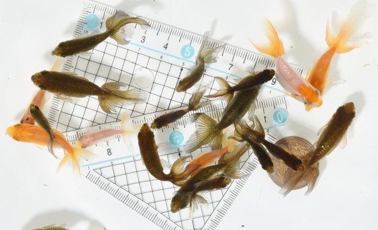 津軽錦 当歳魚　【訳あり】 20匹セット