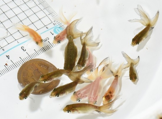 津軽錦 当歳魚　【訳あり】 50匹セット