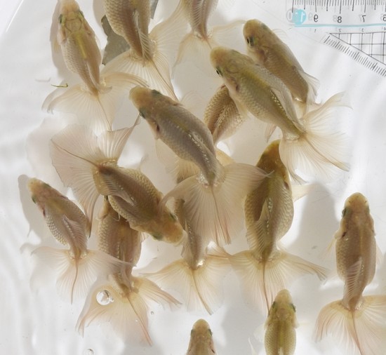 【泉憲明氏作】 土佐錦魚 当歳魚 　大きめ【黒】