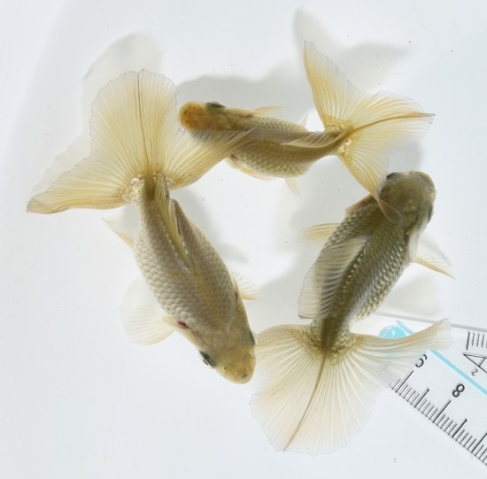 【泉憲明氏作】 土佐錦魚 当歳魚 【黒】