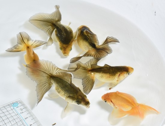【泉憲明氏作】 土佐錦魚 当歳魚 【赤・色変わり】