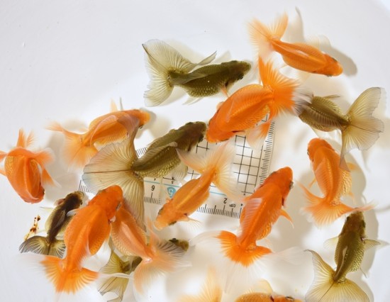 土佐錦魚 当歳魚【上物落ち】
